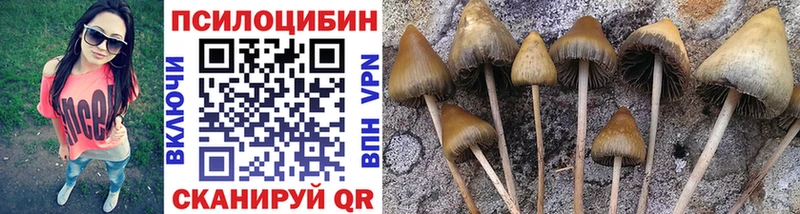 Купить где  Кораблино  Псилоцибиновые грибы Cubensis 